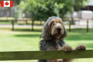 Read more about the article Otterhound breeders and puppies in Canada