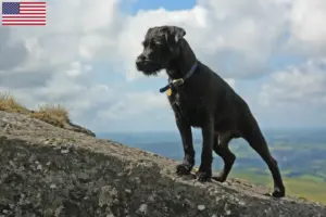 Read more about the article Patterdale Terrier breeders and puppies in the USA