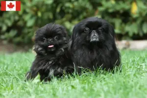 Read more about the article Pekingese breeders and puppies in Canada