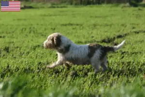 Read more about the article Petit Basset Griffon Vendéen breeders and puppies in the USA