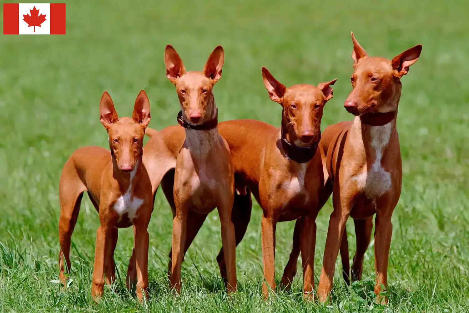 Pharaoh Hound puppies and breeders Canada Find Pharaoh Hound breeders in Canada.