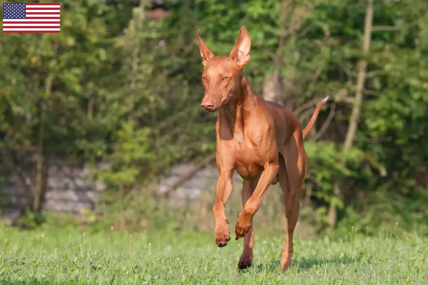 Pharaoh Hound puppies and breeders USA Here you can find Pharaoh Dog breeders in the USA.