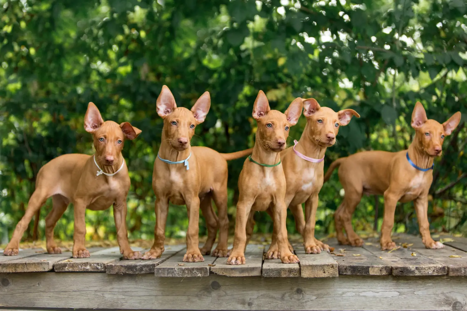 Buying a Pharaoh Hound puppy means taking responsibility! Buy Pharaoh Hound puppies.
