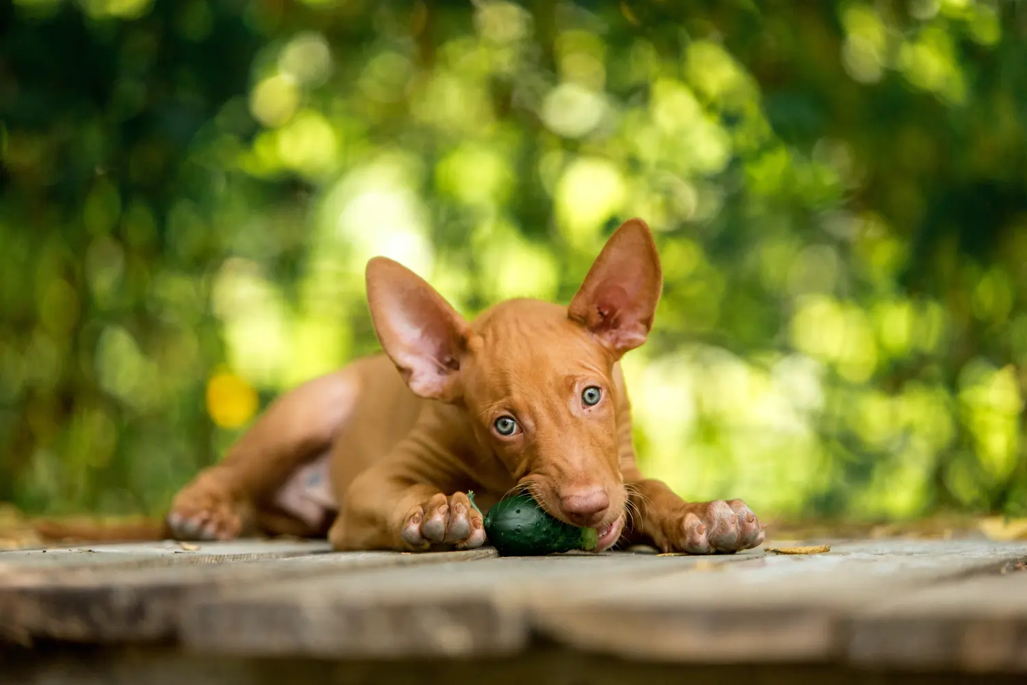 Buying a Pharaoh Hound puppy means taking responsibility! Buy Pharaoh Hound puppies.