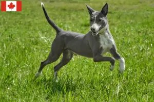 Read more about the article Podenco breeders and puppies in Canada
