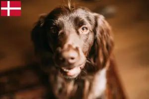 Read more about the article Polish Hunting Spaniel breeder and puppies in Denmark