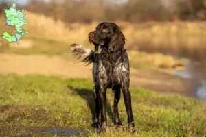 Read more about the article Polish Hunting Spaniel breeder and puppies in Sjælland
