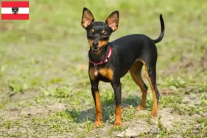 Read more about the article Prager Rattler breeders and puppies in Austria