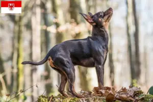 Read more about the article Prager Rattler breeders and puppies in Brandenburg