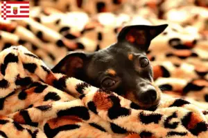 Read more about the article Prager Rattler breeders and puppies in Bremen