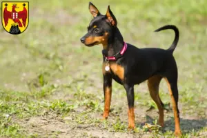 Read more about the article Prager Rattler breeders and puppies in Burgenland