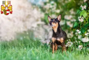 Read more about the article Prager Rattler breeders and puppies in Carinthia