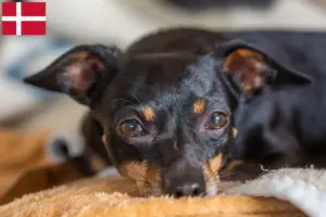 Read more about the article Prager Rattler breeders and puppies in Denmark