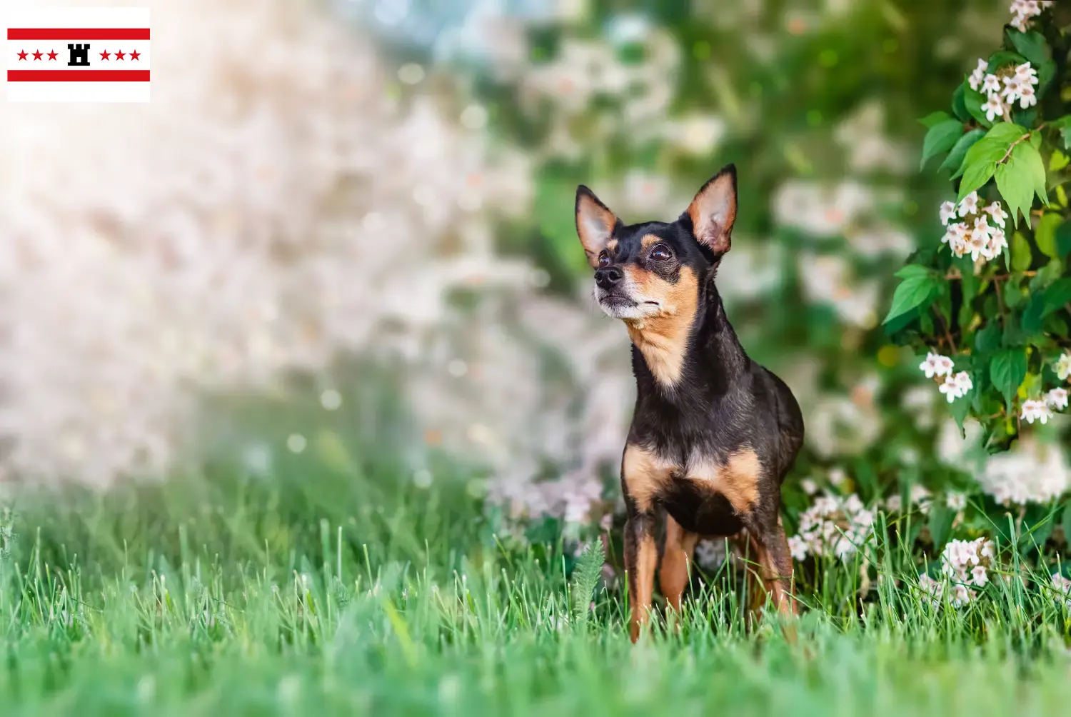 Read more about the article Prager Rattler breeders and puppies in Drenthe