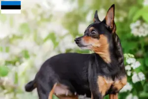 Read more about the article Prague Rattler breeders and puppies in Estonia