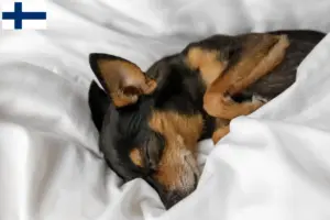 Read more about the article Prague Rattler breeders and puppies in Finland