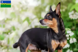 Read more about the article Prague Rattler breeders and puppies in Flevoland