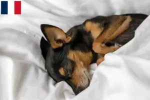 Read more about the article Prager Rattler breeders and puppies in France