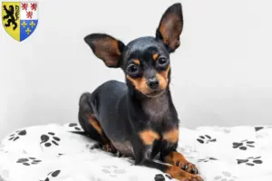 Read more about the article Prager Rattler breeders and puppies in Hauts-de-France