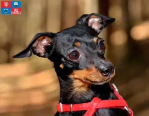 Read more about the article Prague Rattler breeders and puppies in Karlovy Vary