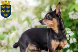 Read more about the article Prager Rattler breeders and puppies in Lower Austria