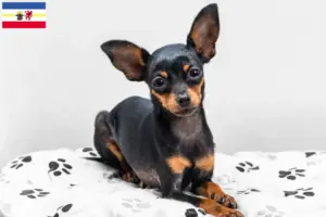Read more about the article Prager Rattler breeders and puppies in Mecklenburg-Vorpommern