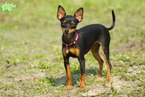 Read more about the article Prager Rattler breeders and puppies in Midtjylland