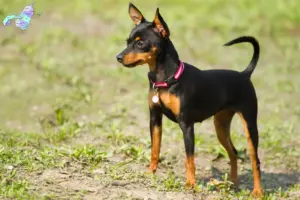 Read more about the article Prager Rattler breeders and puppies in Nordjylland