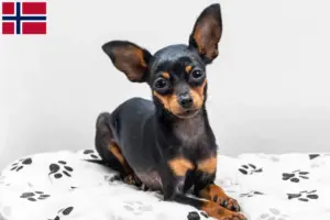 Read more about the article Prager Rattler breeders and puppies in Norway