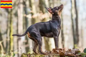 Read more about the article Prager Rattler breeders and puppies in Overijssel