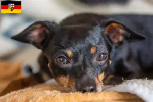 Read more about the article Prager Rattler breeders and puppies in Saarland