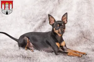 Read more about the article Prager Rattler breeders and puppies in Salzburg