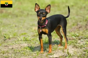 Read more about the article Prager Rattler breeders and puppies in Saxony-Anhalt