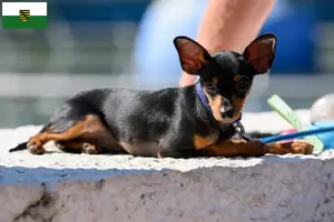 Read more about the article Prager Rattler breeders and puppies in Saxony