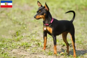 Read more about the article Prager Rattler breeders and puppies in Schleswig-Holstein