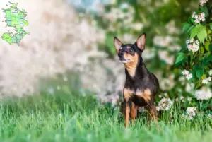 Read more about the article Prager Rattler breeders and puppies in Sjælland