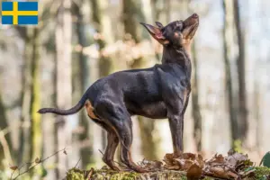 Read more about the article Prager Rattler breeders and puppies in Sweden