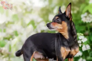 Read more about the article Prager Rattler breeders and puppies in Syddanmark