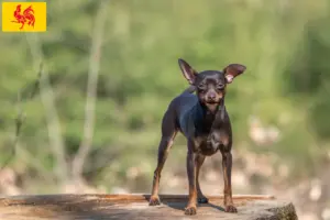 Read more about the article Prague Rattler breeders and puppies in Walloon Region