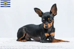 Read more about the article Prager Rattler breeders and puppies in Zeeland