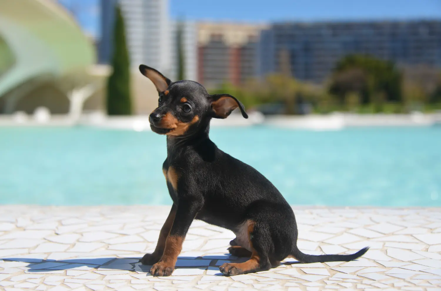 Buying a Prager Rattler puppy means taking responsibility! Buy Prager Rattler puppies.