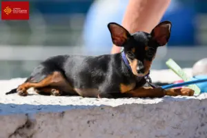 Read more about the article Prague Rattler breeders and puppies in Occitania