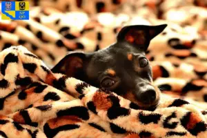 Read more about the article Prague Rattler breeders and puppies in Olomouc