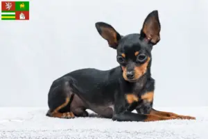 Read more about the article Prague Rattler breeders and puppies in Pilsen