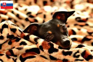 Read more about the article Prague Rattler breeders and puppies in Slovakia