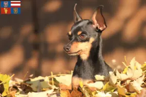 Read more about the article Prague Rattler breeders and puppies in South Moravia