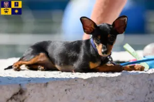 Read more about the article Prague Rattler breeders and puppies in Zlín