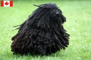 Read more about the article Puli breeders and puppies in Canada