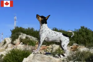 Read more about the article Rat Terrier breeders and puppies in Canada