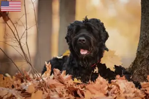 Read more about the article Russian Black Terrier Breeder and Puppies in the USA